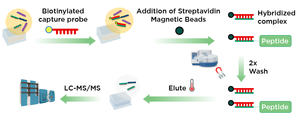 Schematic of Hybridization LC-MS/MS Workflow