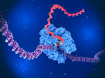 Oligonucleotides are a short strand of nucleotides, the building blocks of DNA or RNA